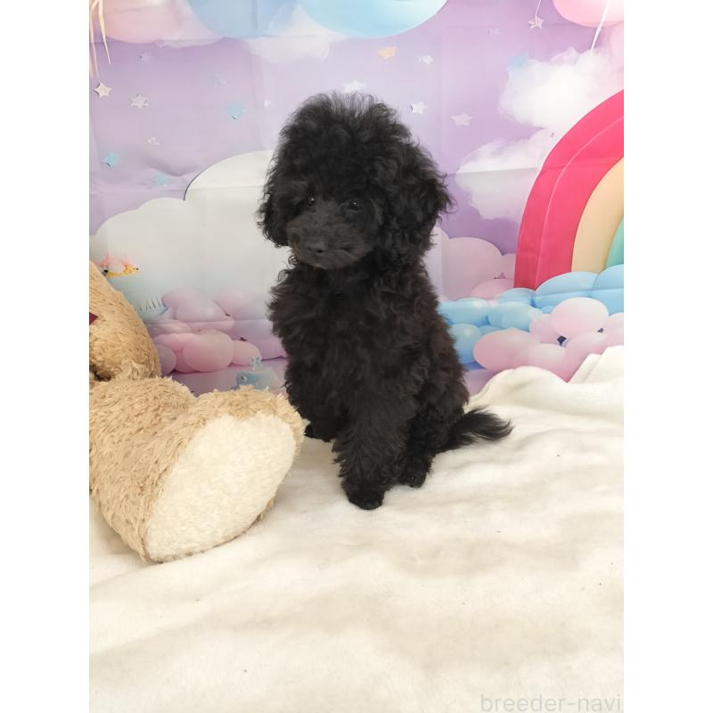 販売中の千葉県のタイニープードル-417633の2枚目