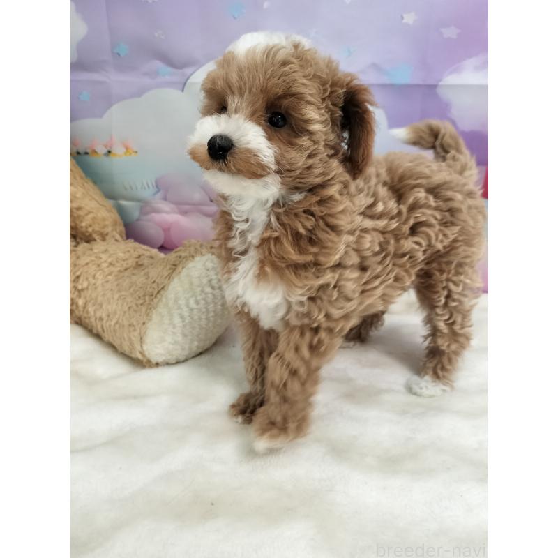 販売中の千葉県のトイプードル-431972の5枚目