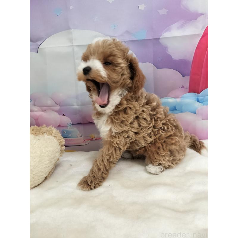 販売中の千葉県のトイプードル-431972の4枚目