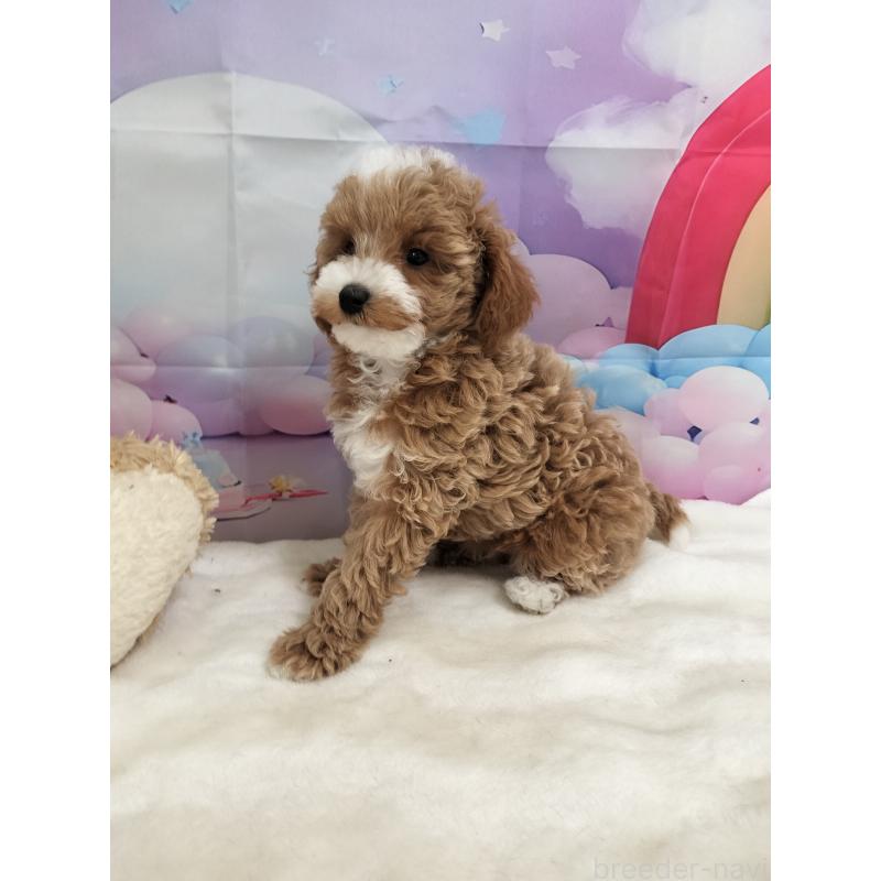 販売中の千葉県のトイプードル-431972の3枚目