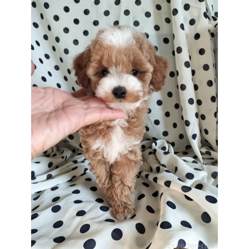 販売中の千葉県のトイプードル-431972の2枚目
