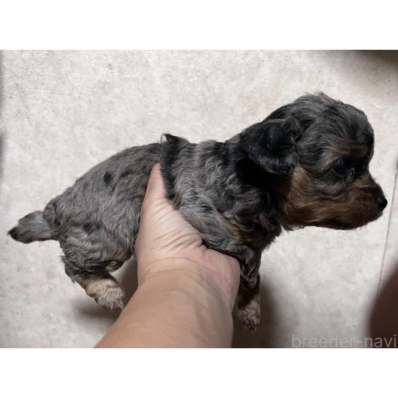 販売中の栃木県のチワプー:チワワ×トイプードル-432737の4枚目