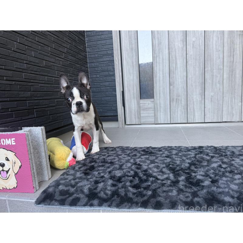 成約済の静岡県のボストンテリア-416879の4枚目