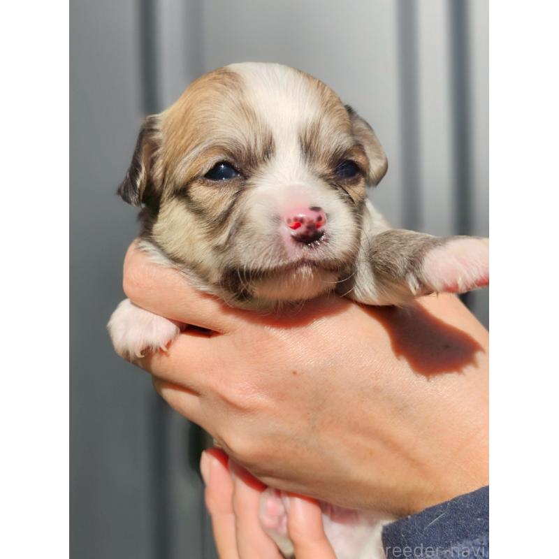 販売中の長野県のチワワ(ロングコート)-431728の5枚目