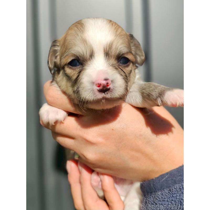 販売中の長野県のチワワ(ロングコート)-431728の1枚目