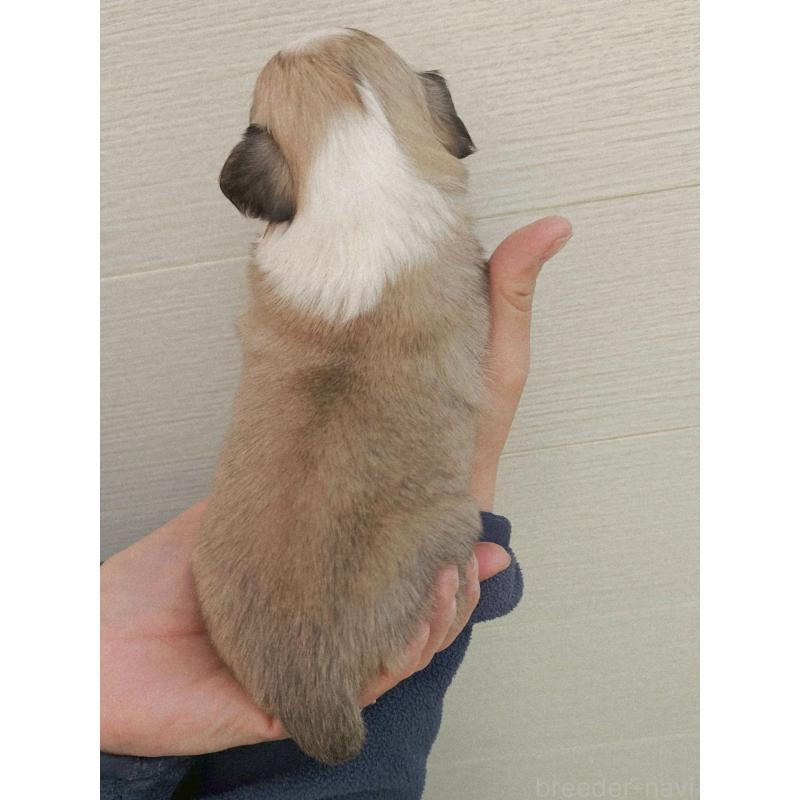 販売中の長野県のチワワ(ロングコート)-431728の4枚目