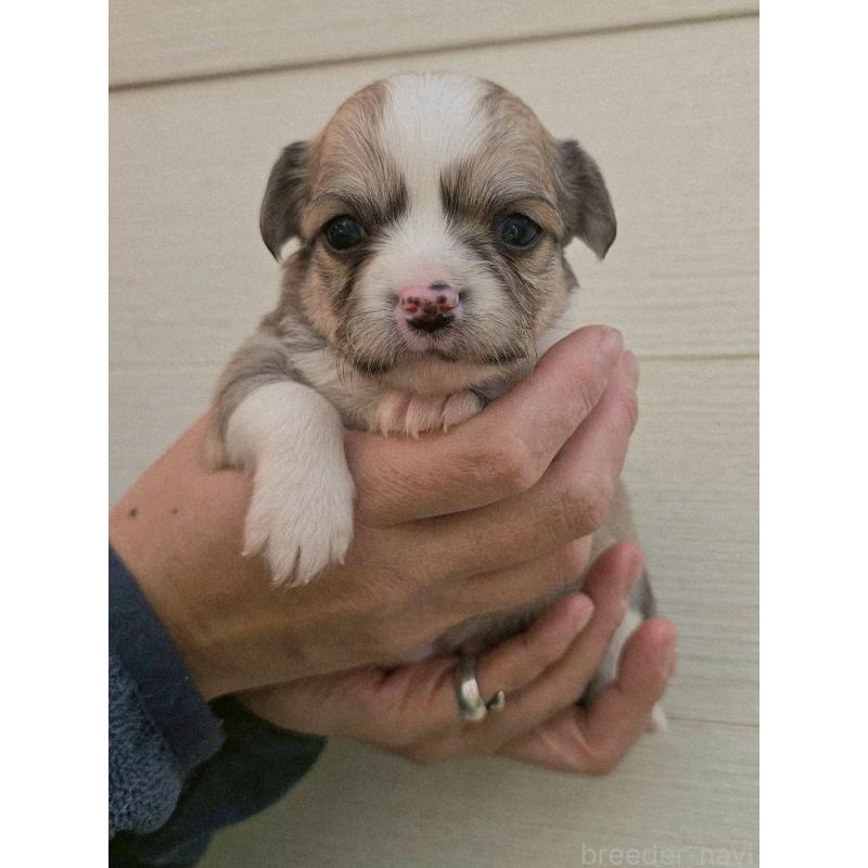 販売中の長野県のチワワ(ロングコート)-431728の3枚目