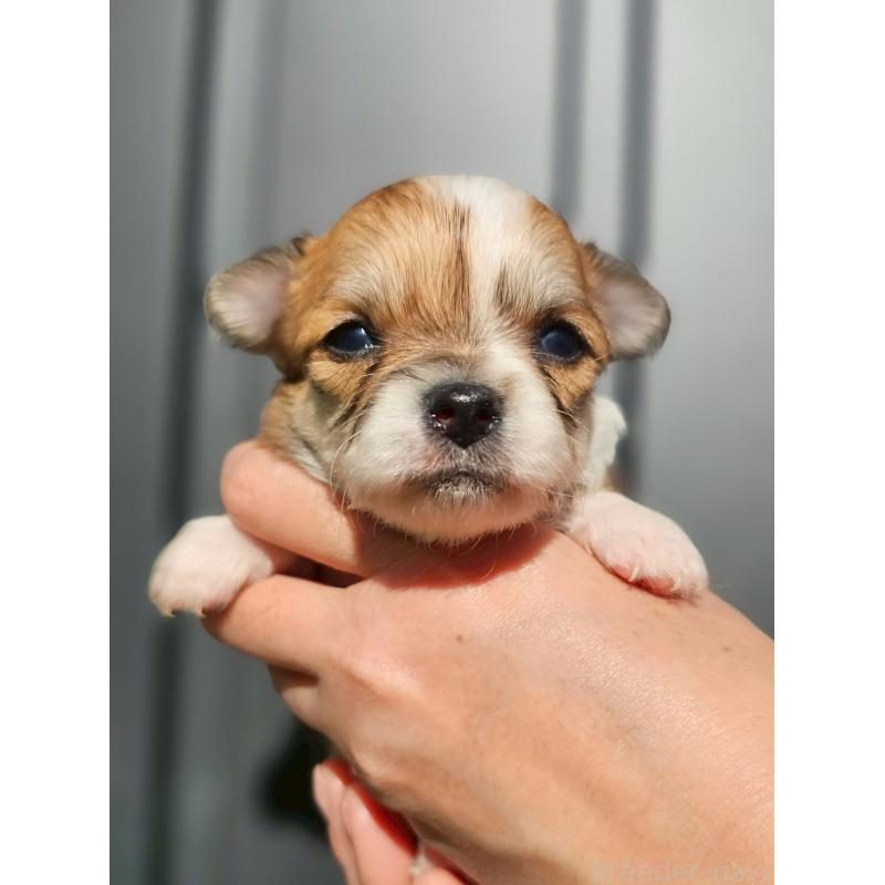 販売中の長野県のチワワ(ロングコート)-431729