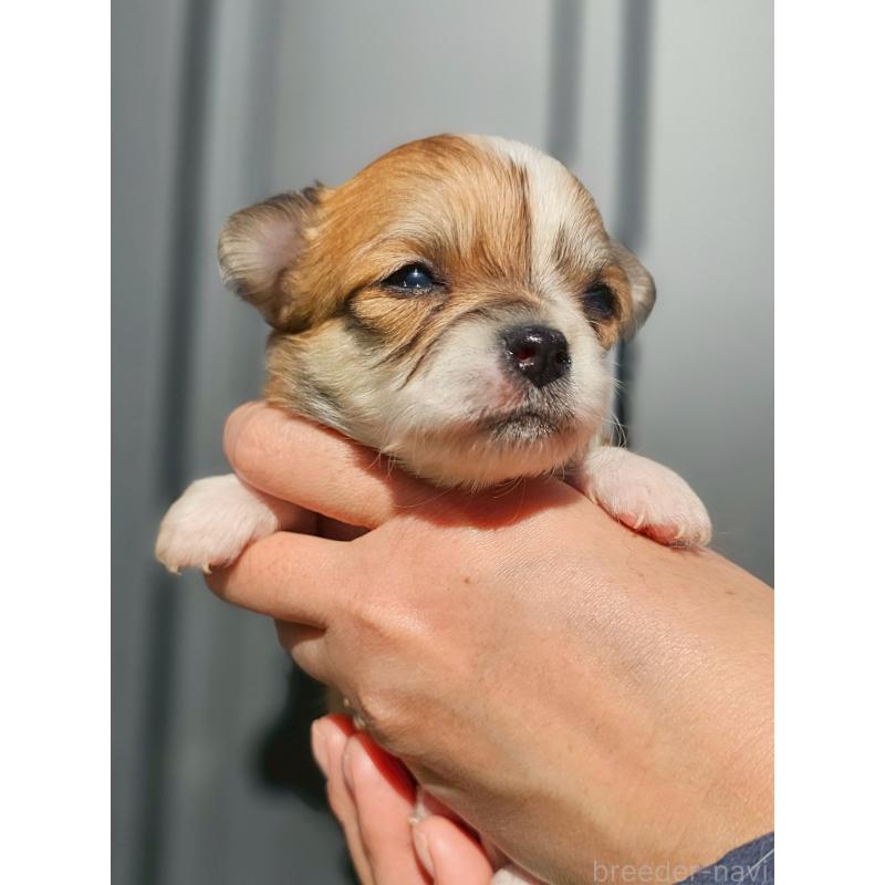 販売中の長野県のチワワ(ロングコート)-431729の5枚目