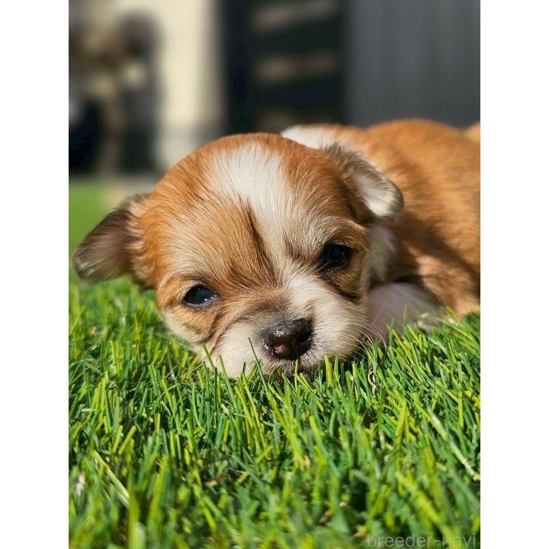 販売中の長野県のチワワ(ロングコート)-431729の4枚目