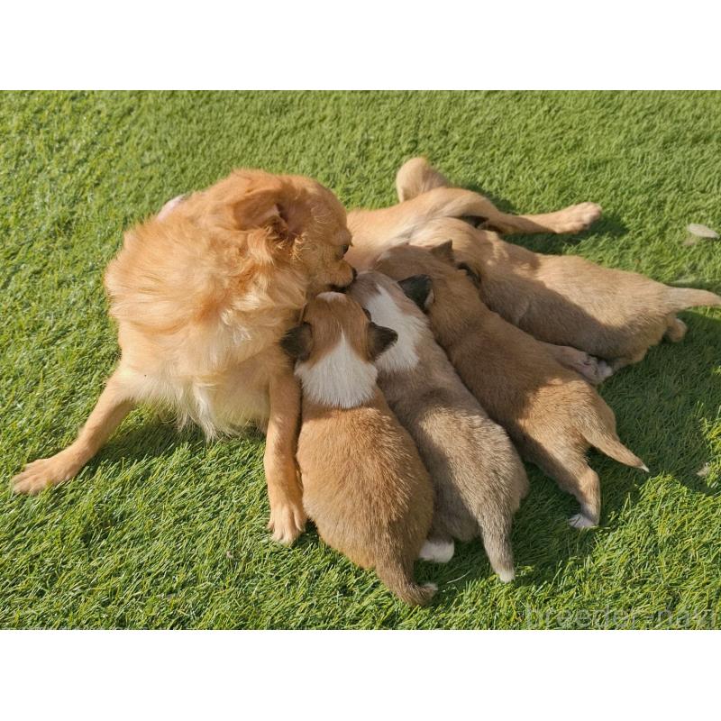 販売中の長野県のチワワ(ロングコート)-431730の6枚目