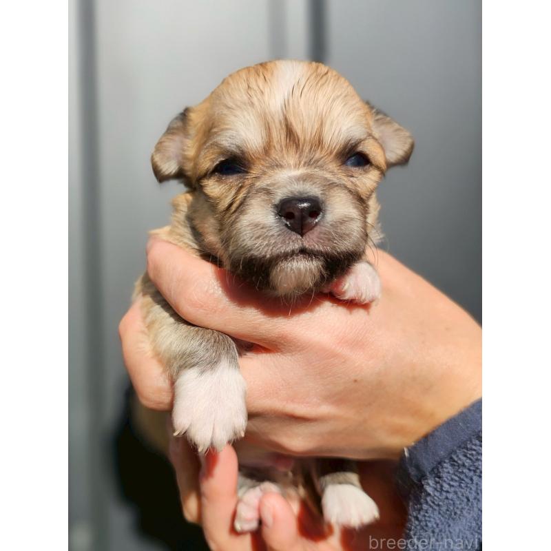 販売中の長野県のチワワ(ロングコート)-431730