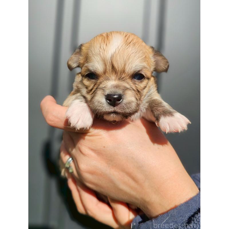 販売中の長野県のチワワ(ロングコート)-431730の4枚目