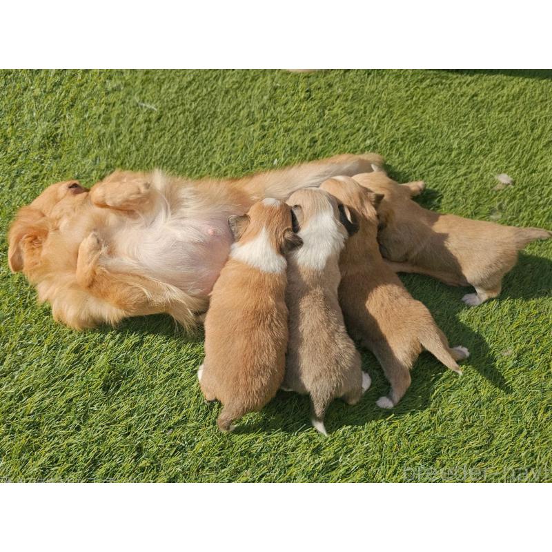 販売中の長野県のチワワ(ロングコート)-431731の6枚目