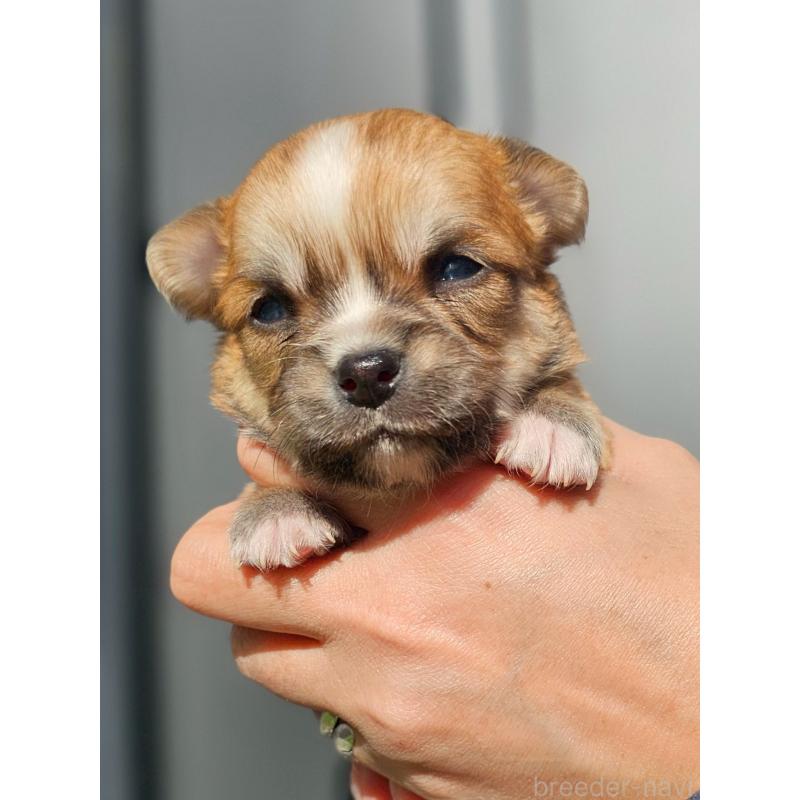 販売中の長野県のチワワ(ロングコート)-431731