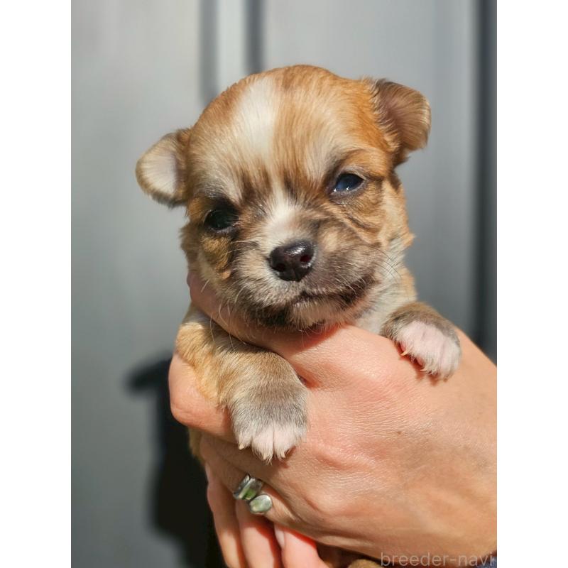 販売中の長野県のチワワ(ロングコート)-431731の5枚目