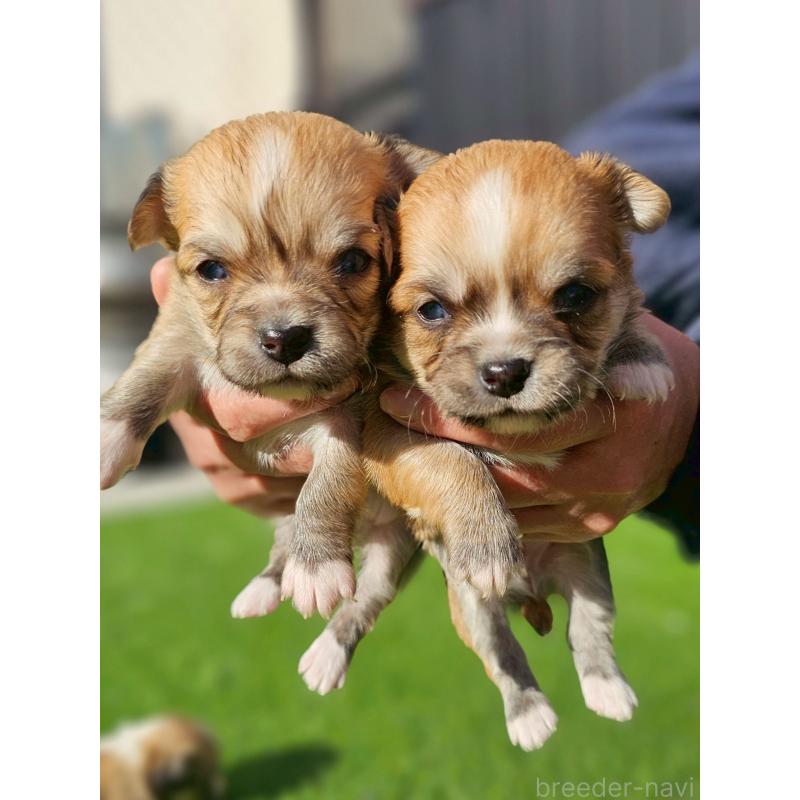 販売中の長野県のチワワ(ロングコート)-431731の4枚目