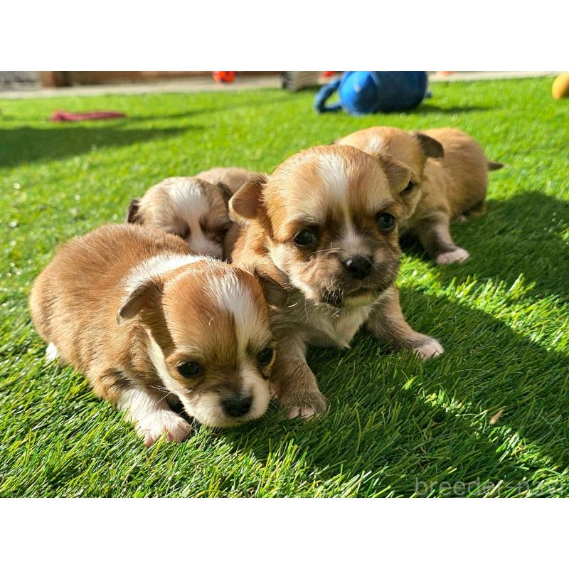 販売中の長野県のチワワ(ロングコート)-431731の3枚目