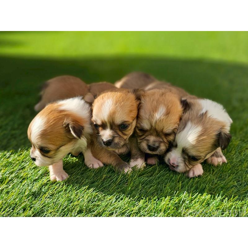 販売中の長野県のチワワ(ロングコート)-431731の2枚目