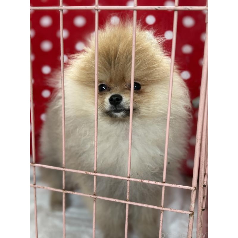 商談中の静岡県のポメラニアン-421914の16枚目