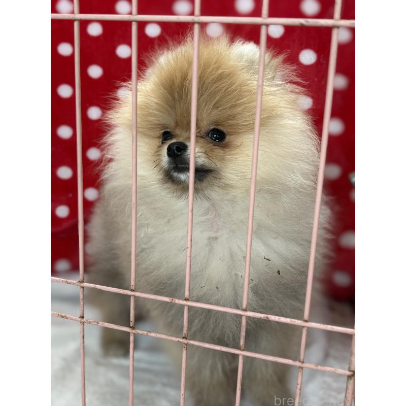 商談中の静岡県のポメラニアン-421914の15枚目