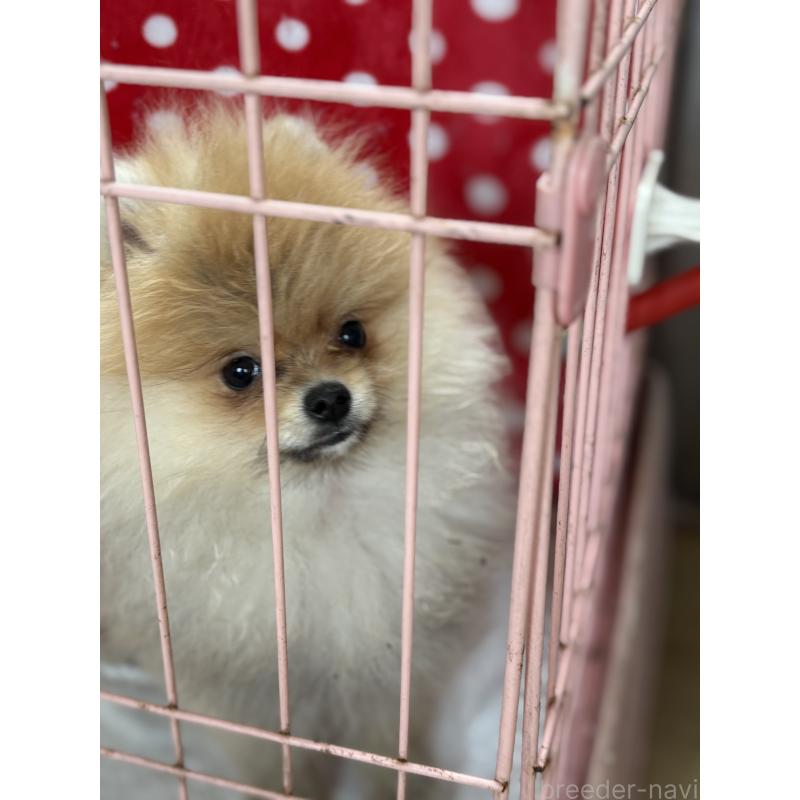 商談中の静岡県のポメラニアン-421914の14枚目