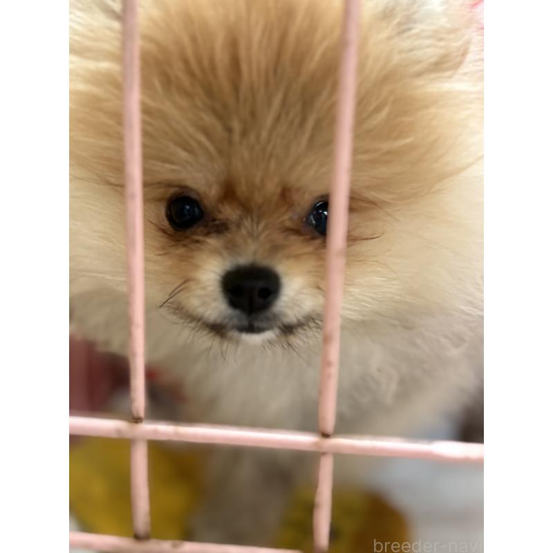 商談中の静岡県のポメラニアン-421914の13枚目