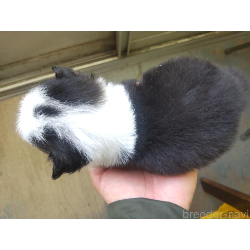 販売中の埼玉県のボーダーコリー-431732の2枚目