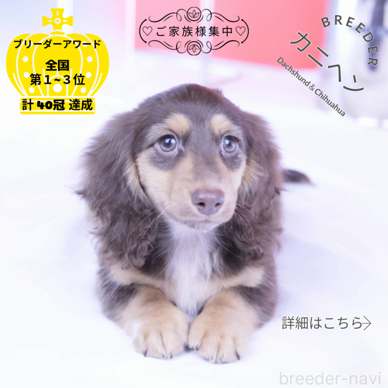 販売中の愛知県のカニンヘンダックスフンド(ロングヘアード)-420255