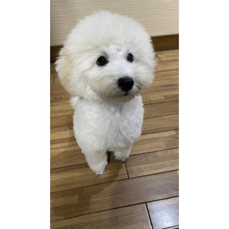 販売中の鹿児島県のトイプードル-431733の2枚目