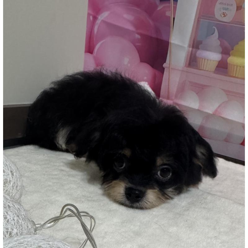 販売中の福井県のチワプー:チワワ×トイプードル-422595の3枚目