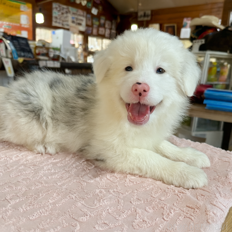 販売中の長野県のボーダーコリー-426043