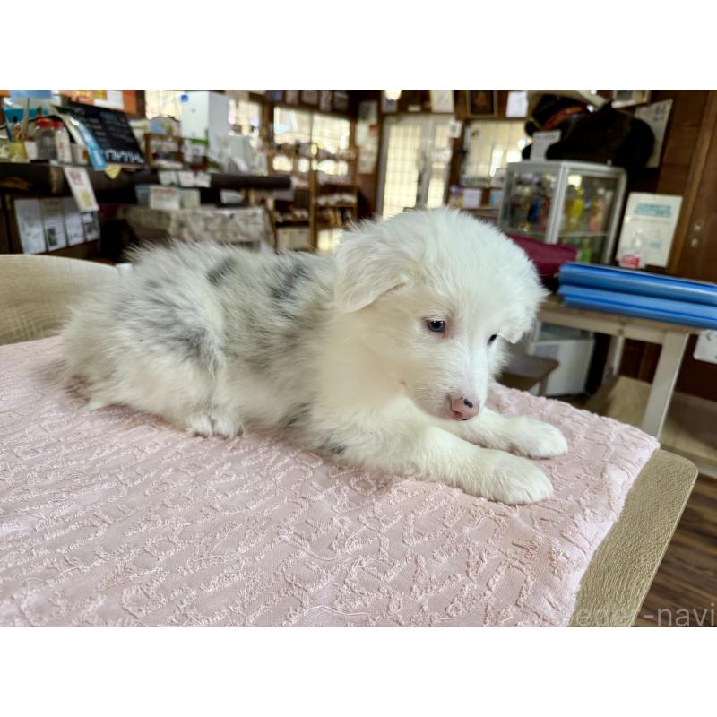 販売中の長野県のボーダーコリー-426043の7枚目