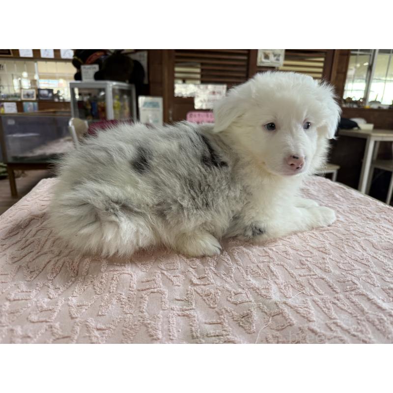 販売中の長野県のボーダーコリー-426043の6枚目