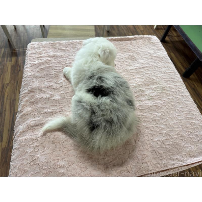 販売中の長野県のボーダーコリー-426043の5枚目