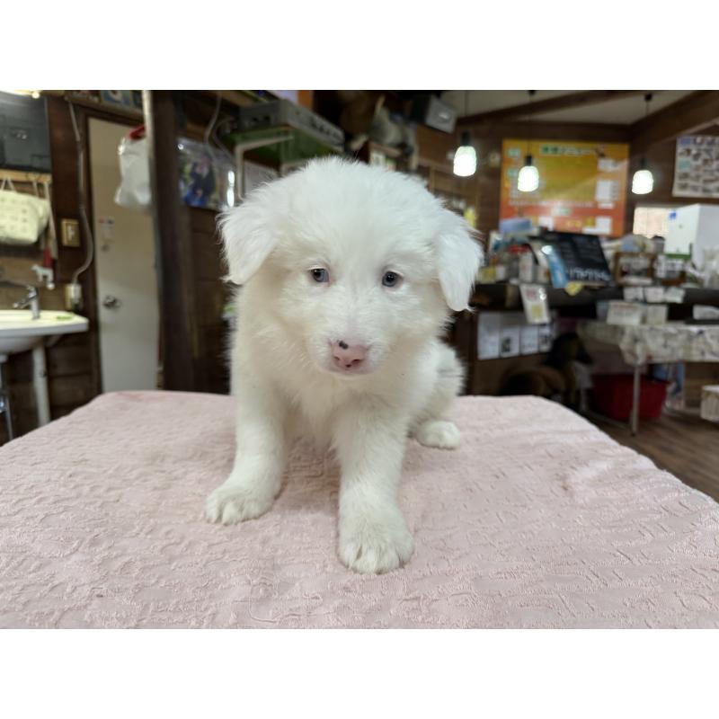 販売中の長野県のボーダーコリー-426043の4枚目