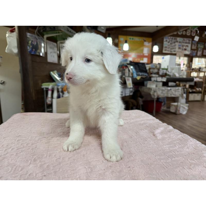 販売中の長野県のボーダーコリー-426043の3枚目