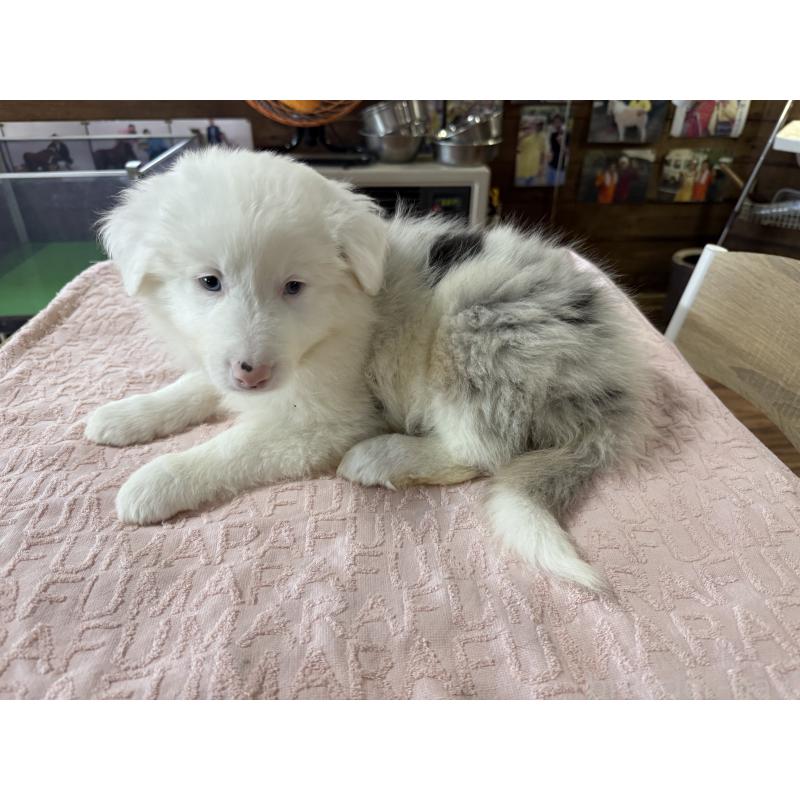 販売中の長野県のボーダーコリー-426043の2枚目