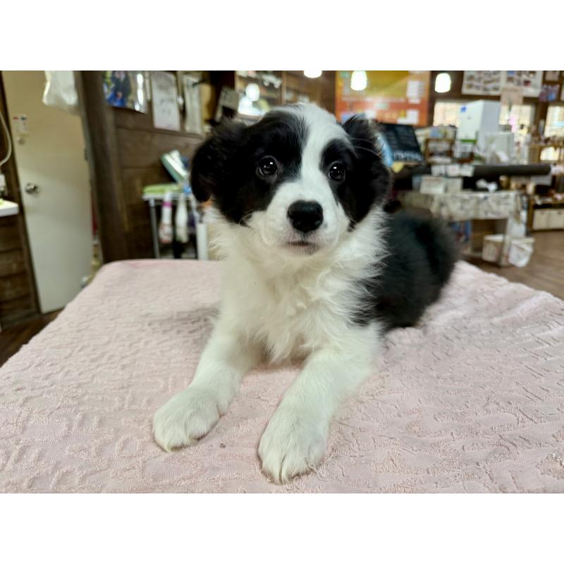 販売中の長野県のボーダーコリー-424630の7枚目