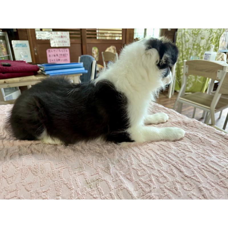 販売中の長野県のボーダーコリー-424630の6枚目