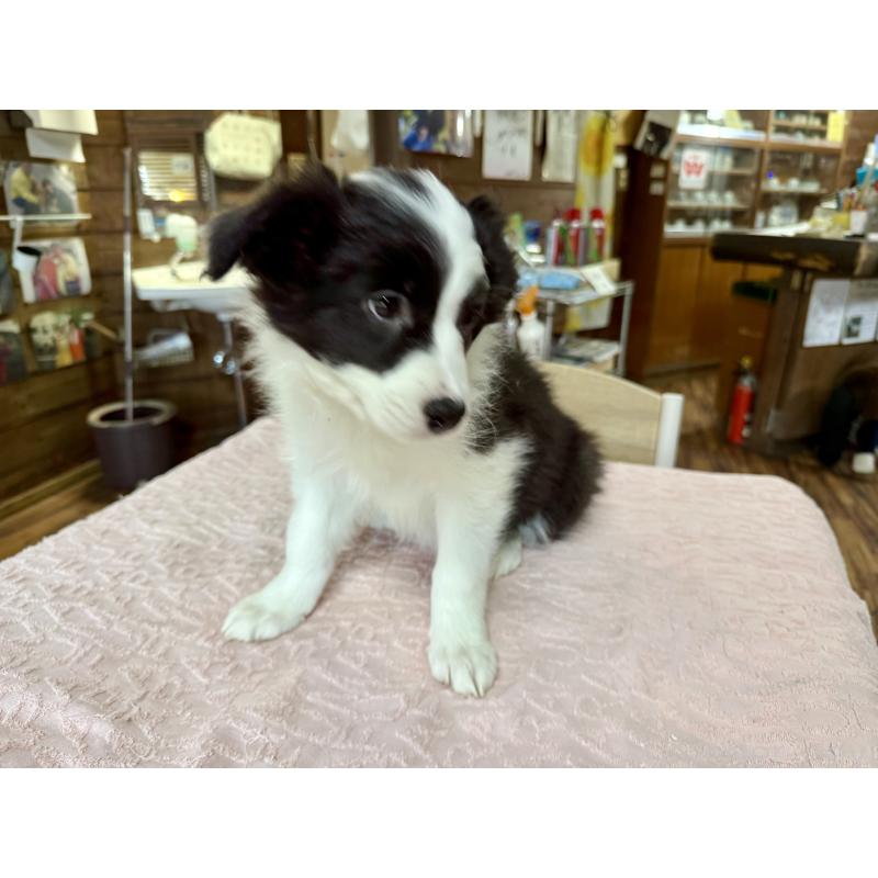 販売中の長野県のボーダーコリー-424630の4枚目