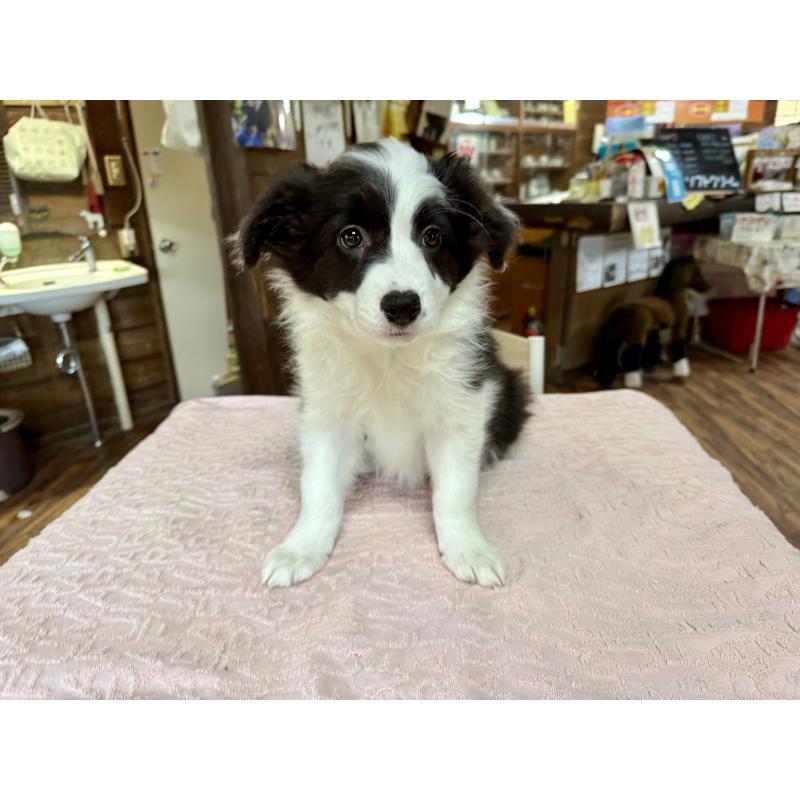 販売中の長野県のボーダーコリー-424630の3枚目