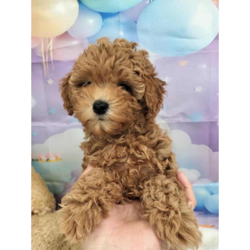 販売中の千葉県のトイプードル-431973の6枚目