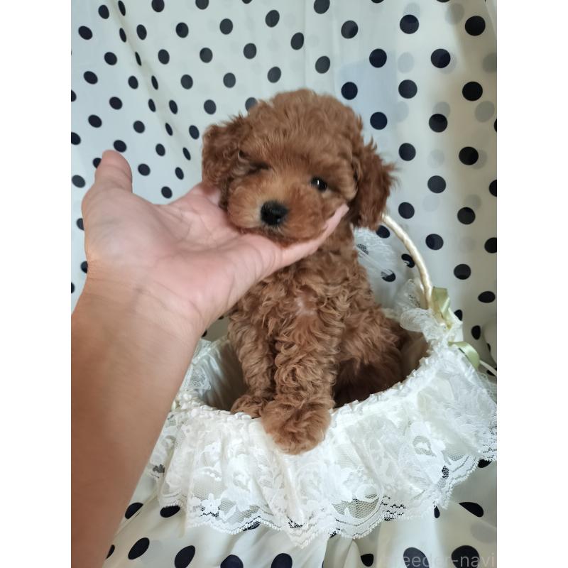 販売中の千葉県のトイプードル-431973の5枚目