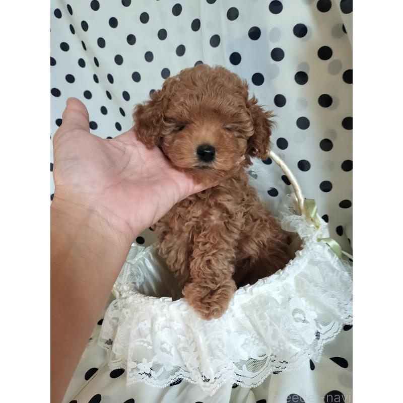 販売中の千葉県のトイプードル-431973の4枚目
