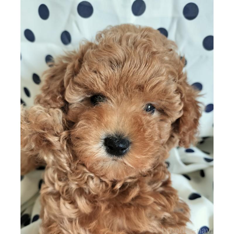 販売中の千葉県のトイプードル-431973の3枚目