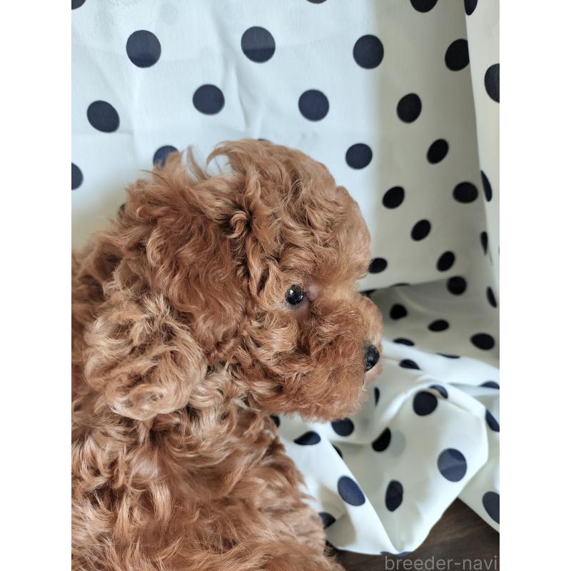 販売中の千葉県のトイプードル-431973の2枚目