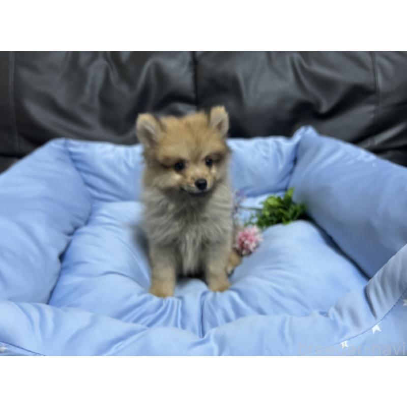 販売中の栃木県のポメラニアン-427146