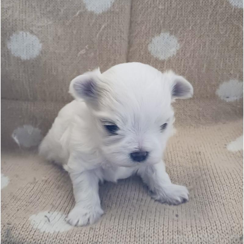 販売中の富山県のマルチーズ-430522の6枚目