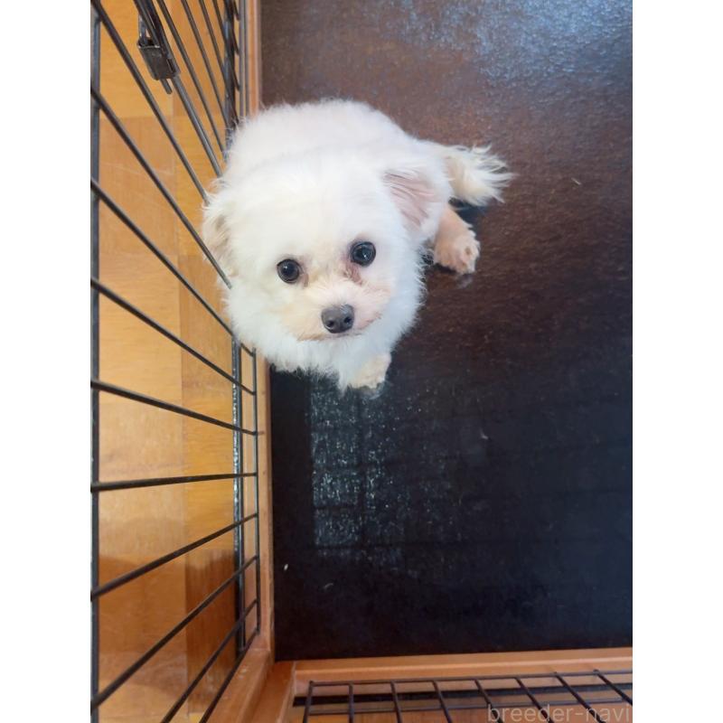 販売中の岐阜県のミックス犬-431975の7枚目